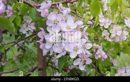 Branch with an apple blossom on which the bee sits Stock Photo