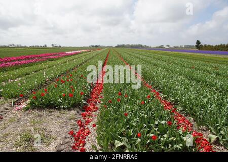 Dutch tulip fields with red and pink tulips and with headed tulips to grow the flower bulbs near the village of Bergen in spring. Stock Photo