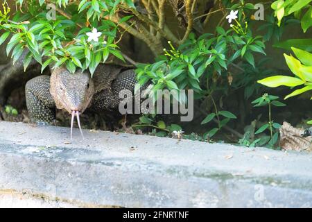 Water monitor lizard on the concrete bank of the canal. This species of reptile has adapted well to the neighborhood of humans in Sri Lanka and is cal Stock Photo