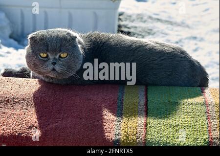The cat lop-eared Scotsman lies on the carpet Stock Photo