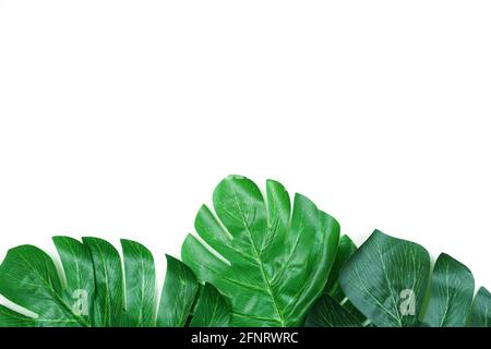 green leave monstera and space copy on white background Stock Photo