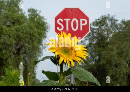 A sunflower and a stop sign on a suburban street in Melbourne Australia . Stock Photo