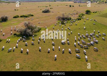 Hungarian Grey cattle cows with long horns. Aerial view about a herd walking in a field. Landmark animal of Hungary which it has unique delicious meat Stock Photo