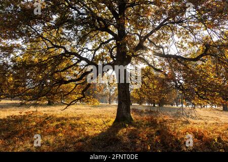 Large tree growing in a meadow and cloudy sky Stock Photo - Alamy