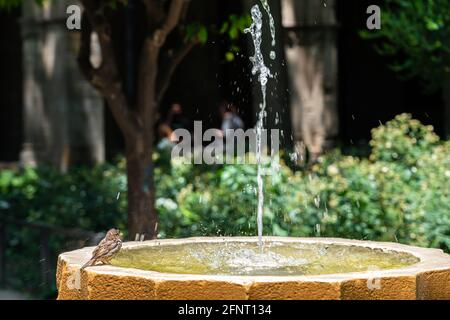 Funny Small Sparrow Bird Bathing In Fountain Stock Photo