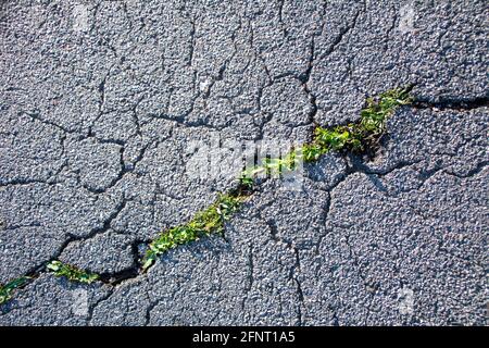 Small and green plants grow through urban asphalt soil. Green plant growing from a crack in asphalt on the road. Copy Space for text or design. Stock Photo