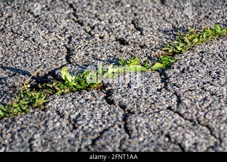 Small and green plants grow through urban asphalt soil. Green plant growing from a crack in asphalt on the road. Copy Space for text or design. Stock Photo