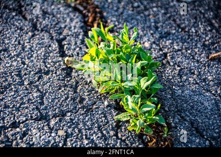 Small and green plants grow through urban asphalt soil. Green plant growing from a crack in asphalt on the road. Copy Space for text or design. Stock Photo