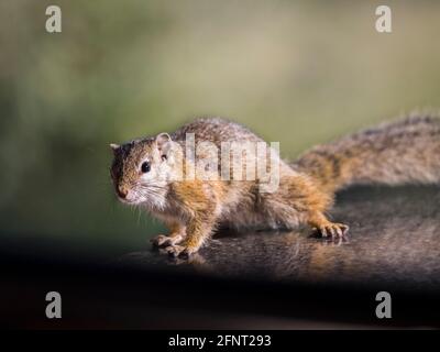 A squirrel sitting in the sunshine looking at the camera closeup Stock Photo
