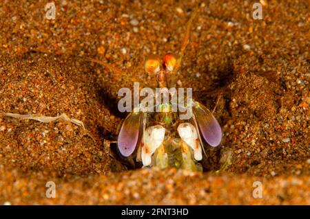 Peacock Mantis Shrimp in burrow, Cebu, Philippines Stock Photo