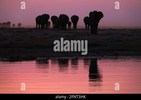 Africa, Botswana, Pink sky over the ellies Stock Photo