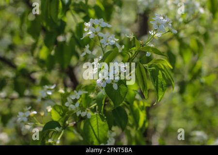 Branch with white flowers of the mahaleb cherry, latin name Prunus mahaleb in central Serbia Stock Photo