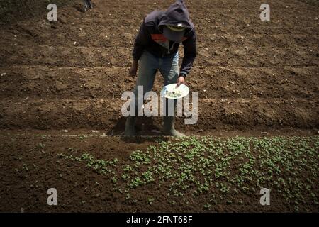 A young farmer taking young vegetable plants from nursery to be planted on a planned field near Mount Gede Pangrango National Park. Stock Photo