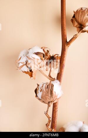 Cotton branch on a beige background. Delicate white cotton flowers. Light cotton background, flat lying. High quality photo Stock Photo