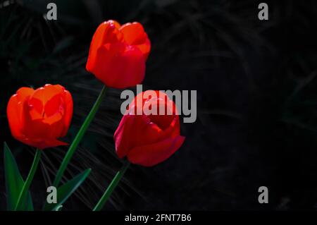 Red tulips on a dark background at the golden hour in the garden in Poland Stock Photo