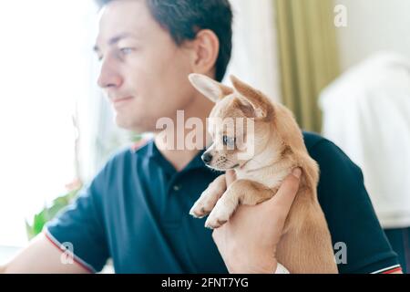 The young business man with puppy dog chihuahua working on laptop computer while sitting at home and drinking coffee. Distance learning online Stock Photo