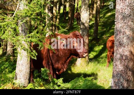 Luing cattle in woodland in Cumbria, England. The hardy Scottish breed is a mix of Highland and Shorthorn cattle. Stock Photo