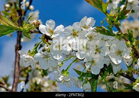 Dense cluster of white cherry blossoms in closeup view with sky background. Stock Photo