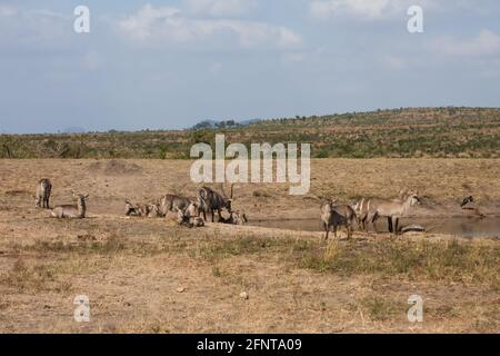 Waterbuck family herd (Kobus ellipsiprymnus) gathering together at a waterhole in Kruger National Park, South Africa Stock Photo
