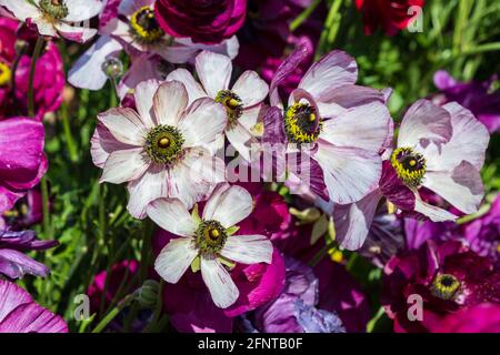 Head of pink flowers Ranunculus asiaticus Persian buttercups close up Stock Photo