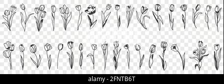 Tulip flowers decoration doodle set. Collection of hand drawn various blooming tulip floral pattern decorations wallpaper in rows isolated on transparent background  Stock Vector