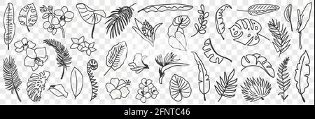 Natural leaves pattern doodle set. Collection of hand drawn various natural leaf wallpaper patterns blooming flowers and grass isolated on transparent background  Stock Vector