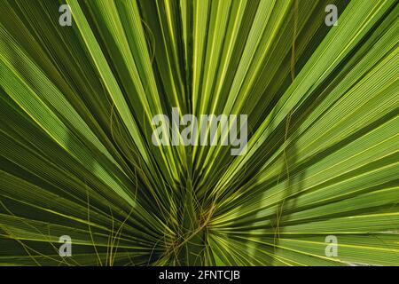 Tropic green palm leaf close-up Stock Photo