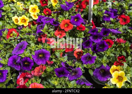 Different color of calibrachoa is a genus of plants in the Solanaceae family. Stock Photo