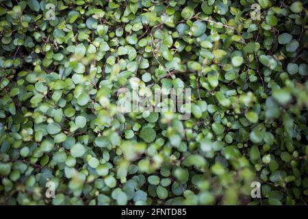 Callisia repens, also known as creeping inchplant, Bolivian Jew or turtle vine, is a succulent creeping plant from the family Commelinaceae. Plant in Stock Photo