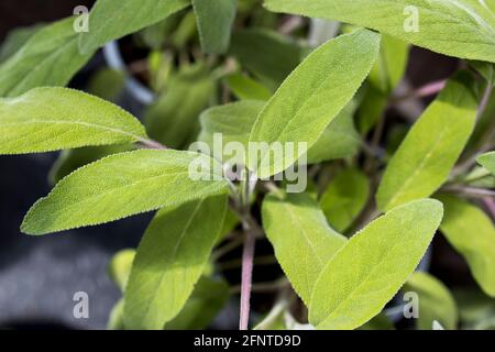 Salvia is the largest genus of plants in the sage family Lamiaceae, with nearly 1000 species of shrubs, herbaceous perennials, and annuals. Leaves of Stock Photo