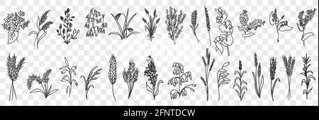 Fields grass and plants doodle set. Collection of hand drawn various grass growing on field blooming in rows isolated on transparent background  Stock Vector