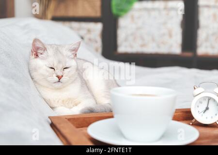 Lazy white British cat sleeps on the bed. Near the tray with a cup of coffee and alarm clock. Early morning. Selective focus. Stock Photo