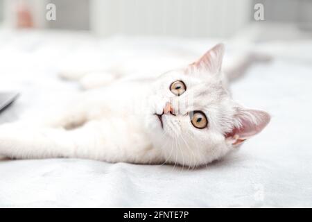 Surprised white British cat  lies on the bed.  Relaxed, sleepy kitten, morning in the bedroom. Stock Photo