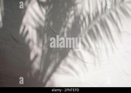 Shadows of tropic palm leaves on the white wall. Stock Photo