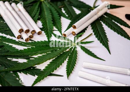 plant cigarettes smoke Ashes to Ashes: Tobacco's Journey from to Cigarette Herbal Cigarettes & Herbal Smoking