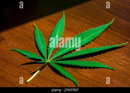 Green hemp leaf on wooden background close up. Medicinal plant cannabis. Drugs, smoke, rasta thematics. Stock Photo