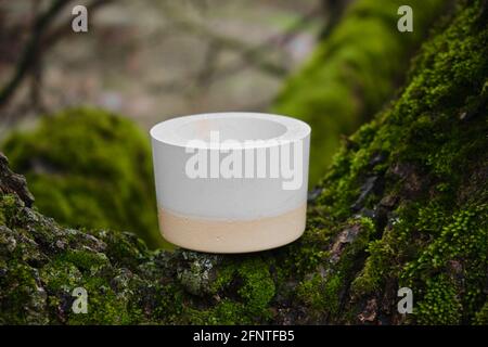Colorful plaster pot on an old, gnarly tree covered by vivid, green moss during spring Stock Photo