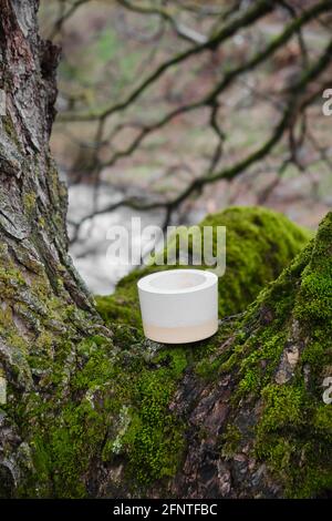 Colorful plaster pot on an old, gnarly tree covered by vivid, green moss during spring Stock Photo
