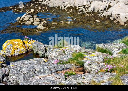 SANDAIG BAY ISLANDS AND BEACHES GLENELG SCOTLAND BLUE SKY OVER YELLOW LICHEN ROCKS AND PINK SEA THRIFT FLOWERS Armeria maritima Stock Photo