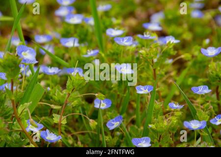Blue blossoms of persian speedwell, also called Veronica persica or Persischer Ehrenpreis Stock Photo