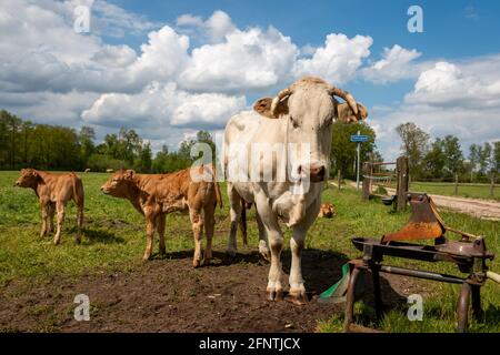 Blonde aquitaine cows with calves grazing in the grassland in the beautiful Twente province of Overijssel, the Netherlands Stock Photo