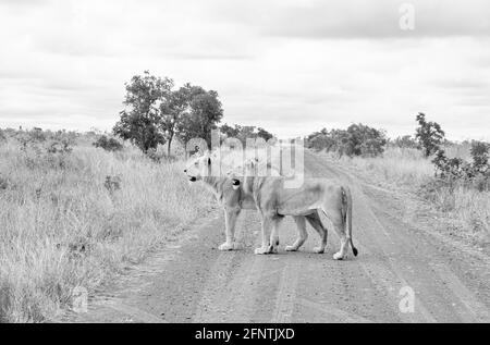 A pair of male Lions standing on a dirt track in Southern African savannah Stock Photo