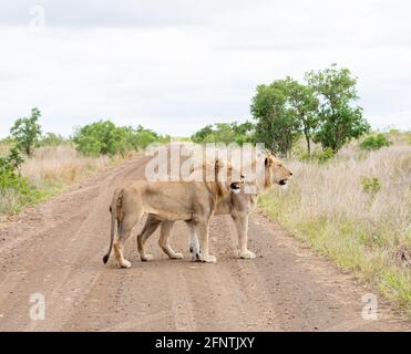 A pair of male Lions standing on a dirt track in Southern African savannah Stock Photo