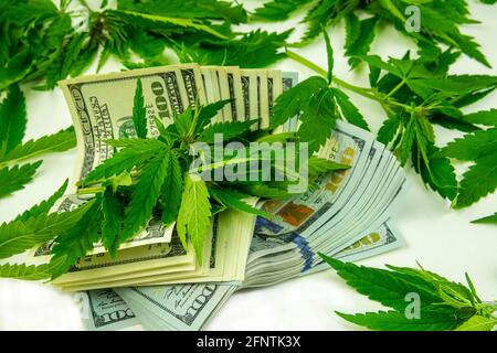 Cannabis leaves lie on a bundle of hundred-dollar bills. Green hemp leaves and american dollars on white background. Stock Photo