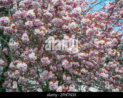 English Flowering cherry blossom tree Stock Photo