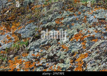 Coastal cliff covered with a variety of lichens and young spring plants, early spring Stock Photo