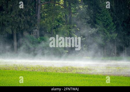 After the heavy rain shower the forest meadow steams, fog rises, spring in the nature reserve Stock Photo