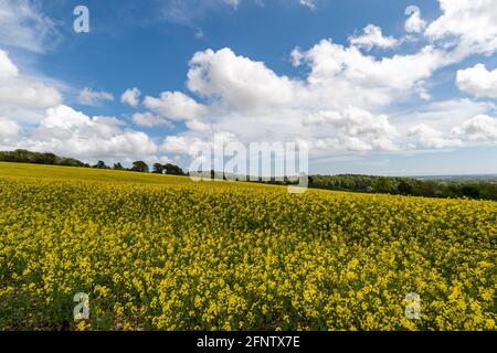 Yellow rapeseed field in the West Sussex countryside. Stock Photo