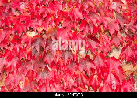 The Virginia Creeper is a member of the grape vine family and is popular with gardeners for it's vivid display in Fall. Stock Photo