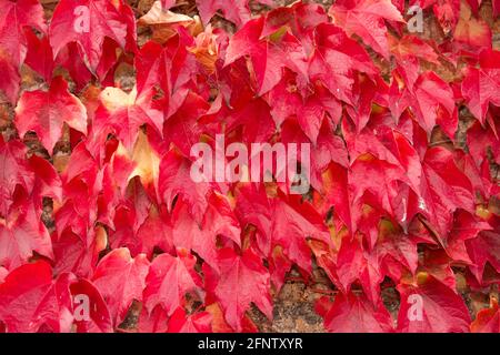The Virginia Creeper is a member of the grape vine family and is popular with gardeners for it's vivid display in Fall. Stock Photo